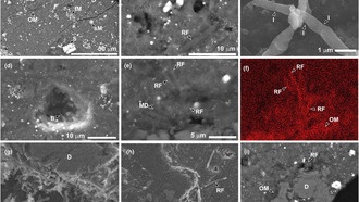 Образец астероида Рюгу быстро колонизируется земной жизнью, несмотря на строгий контроль загрязнения