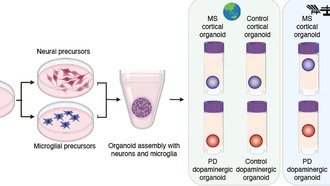 Клетки мозга в космосе созревают быстрее, но остаются здоровыми: исследование МКС