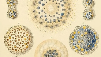От Земли до инопланетных миров: изучение фундаментальных ограничений жизни