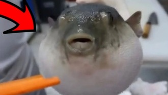 Roblox: Be A Blob Коды