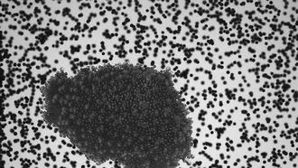 Суборбитальные полёты исследуют пылевые частицы