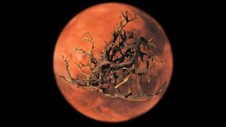 Шаг к жизни на Марсе? Лишайники выживают в марсианском моделировании в новом исследовании