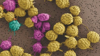 Эволюция жизни: ключ — в поведении бактерий