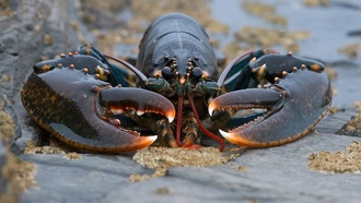 Китайские контрабандисты перевозят чипы Nvidia в «беременных» животах и с живыми лобстерами