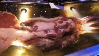 Впервые в истории снят на видео гигантский кальмар в естественной среде обитания