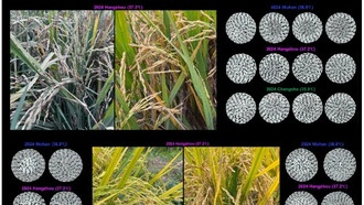 Ученые раскрыли генетический «код» устойчивости риса к высоким температурам