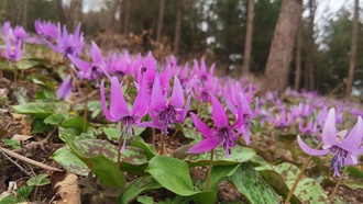 «Дикая лилия» из песни: как цветок с необычным названием выживает в природе