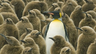 Windows 10 скоро потеряет поддержку: почему бы не перейти на Linux?