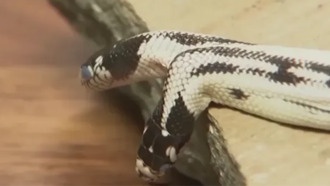 В США обнаружена редкая двухголовая змея с вероятностью появления 1 к 100 000