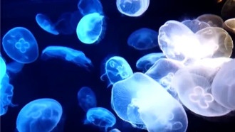 В Китае на пляжах появились ядовитые медузы, похожие на пластиковые пакеты