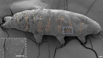 Китайские ученые впервые нанесли «татуировку» на живую тихоходку с помощью технологии ледяной гравировки