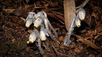 В Китае обнаружены редкие «цветы-призраки», неспособные к фотосинтезу