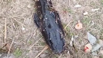 В китайском водохранилище обнаружены инвазивные «рыбы-монстры»