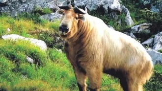 «Циньлинский убийца»: почему такин опасен для человека