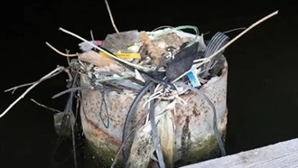 30-летнее гнездо из мусора: как птицы используют пластик для строительства