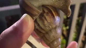 В Китае после дождей появились гигантские улитки — их опасно трогать