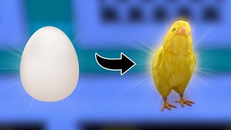 Как высиживать яйца в The Sims 4: Cottage Living