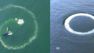 Горбатые киты играют с людьми, выпуская кольца из пузырей