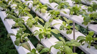 Mekong Capital запустит фонд регенеративного сельского хозяйства на $200 млн в 2026 году