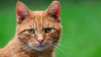 Выбираем лучший корм для кошек