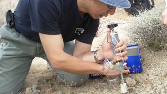 Лишайник из пустыни Мохаве доказал возможность жизни на экзопланетах