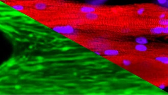 Выращенные в космосе мышцы показали ускоренное старение в условиях невесомости