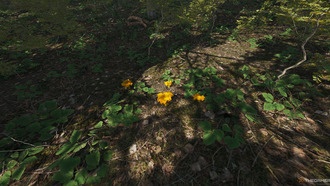 Какие грибы можно есть в Scum: полный гайд по съедобным и ядовитым видам