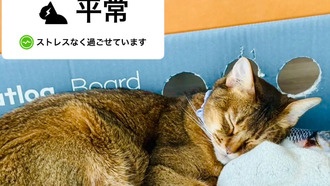 Умный ошейник Catlog теперь уведомляет о стрессе у кошек с помощью ИИ