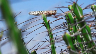 Учёные раскрыли механизм образования саранчёвых стай для экологичного контроля вредителей