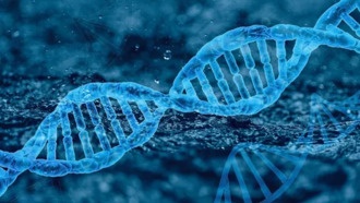 Учёные обнаружили генетический переключатель регенерации у млекопитающих