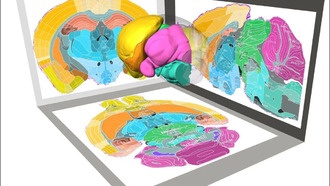Учёные создали самую детальную 3D-карту мозга мыши