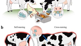 Китайские учёные раскрыли механизм заражения коров вирусом H5N1 в США