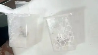 Житель Китая случайно убил богомолов соседа и выплатил компенсацию 400 юаней