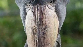 Удивительная птица, которая кланяется людям: загадочная китоголовая цапля