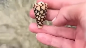 Американская блогерша случайно подняла смертельно опасную улитку на пляже