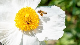 Учёные назвали 10 лучших цветов для привлечения пчёл