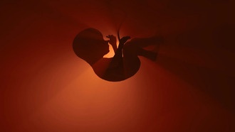 Учёные выяснили, как клетки эмбриона «слышат» друг друга для формирования тела