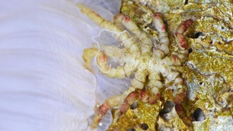 Утраченный ген объясняет необычное строение тела морских пауков