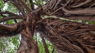 Фиговые деревья превращают углекислый газ в камень, помогая бороться с изменением климата