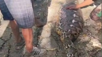 В Индонезии 8-метровый питон проглотил пожилого мужчину