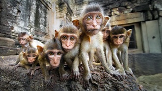 Почему обезьяны и люди не могут оторваться от социальных конфликтов