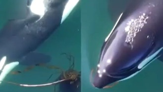 Учёные обнаружили, что косатки используют водоросли для «скрабирования» кожи