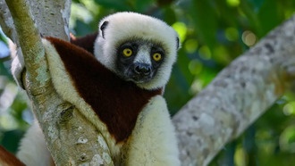 Лемуры стареют без воспалений — это может изменить медицину человека