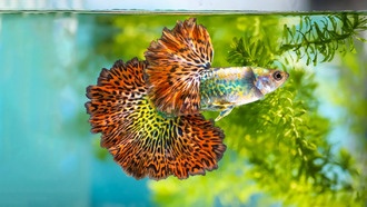 Яркие и активные: почему самки гуппи предпочитают оранжевых самцов