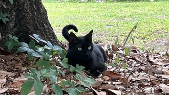 Кот учёного снова помог открыть новый вирус