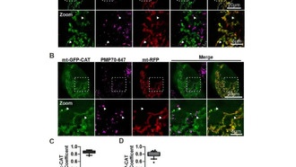 Учёные обнаружили новый механизм защиты клеток от повреждений