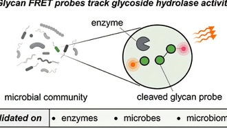 Флуоресцентные сахара помогли ученым увидеть, как микробы перерабатывают углерод в океане