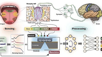 Графеновый искусственный язык почти неотличим от человеческого по чувствительности вкуса