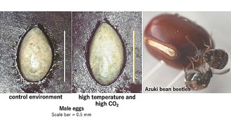 Жуки-вредители увеличивают размер яиц для выживания потомства в условиях стресса