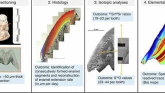 11 000 лет назад гости на пиру в горах Загрос привозили диких кабанов издалека